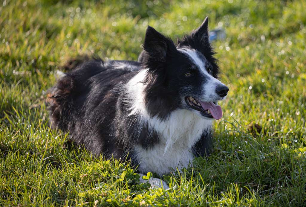 Why Your Working Dog’s Vet Bills Could Bankrupt Your Business
